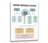KCDFDVJFBM Brain Anatomy Art Print - Human Nervous System Science Poster for Neurology Office, Psychology Classroom & Modern Home Decor(Framed,16x24inch(40x60cm))