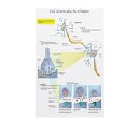 KCDFDVJFBM Brain Neuron Diagram Poster Synapse and Nerve Cell Structure Educational Science Wall-Art Canvas Print for Biology Class Study Room(Framed,08X12inch(20X30cm))