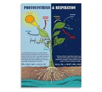 KCDFDVJFBM Cell Biology Poster Photosynthesis and Respiration Overview for STEM Education and Laboratory Display
