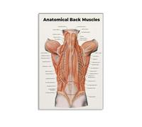 KCDFDVJFBM Detailed Back Muscles Anatomy Poster - Laminated Chart of the Muscular System, Educational Resource for Classroom, Clinic, or Personal Training(Framed,08x12inch(20x30cm))