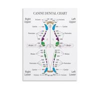 KCDFDVJFBM Dog Chart Poster Canine Teeth Anatomy Guide Veterinary Wall-Art Canvas for Pet Hospital Decor(Unframed,16x24inch(40x60cm))