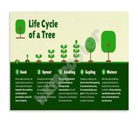 KCDFDVJFBM From Seed to Tree Life Cycle Stages Educational Botany Poster Canvas Wall-Art for Science Classroom Living Room Decor(Framed,12x18inch(30x45cm))