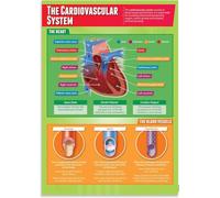 KCDFDVJFBM Human Cardiovascular System Chart Educational Science Poster for Classroom Study or Home Schooling(Unframed,08x12inch(20x30cm))