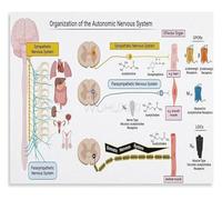 KCDFDVJFBM Human Nervous System Educational Chart Wall-Art Poster Canvas Painting for Bedroom Living Room Home Decor(Framed,08x12inch(20x30cm))