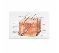 KCDFDVJFBM Integumentary System Anatomy Poster Human Skin Structure Chart Canvas Print Wall-Art Office Decor(Unframed,12x18inch(30x45cm))
