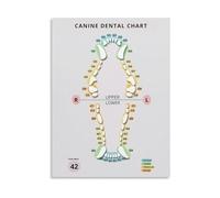 KCDFDVJFBM Pet Health Educational Poster Canine Chart 42 Teeth Numbering Anatomy Guide for Veterinary Students Canvas Art Print for Living Room Bedroom Decor(Unframed,12x18inch(30x45cm))