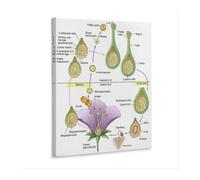 KCDFDVJFBM Plant Life Cycle Poster Flowering Plant Growth Stages from Seed to Flower Canvas Wall-Art for Science Classroom Homeschool Study Room Nature Decor(Framed,12X18inch(30X45cm))