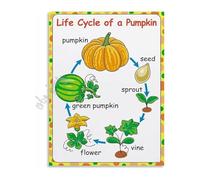 KCDFDVJFBM Science Classroom Poster Pumpkin Life Cycle Educational Biology Chart Wall-Art for Fall Autumn Theme Homeschool Decor(Unframed,12x18inch(30x45cm))