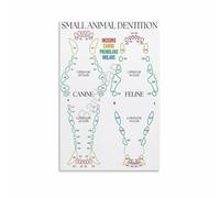 KCDFDVJFBM Small Animal Chart Poster - Canine & Feline Teeth Anatomy, Educational Wall-Art for Vet Training(Unframed,08x12inch(20x30cm))