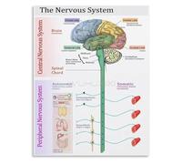 KCDFDVJFBM Somatic Nervous System Regulation Poster Educational Chart for Body Mind Connection Canvas Wall-Art for Yoga Room(Framed,16x24inch(40x60cm))