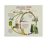 KCDFDVJFBM The Carbon Cycle Science Chart Educational Biology Poster Environmental Study Wall-Art for Classroom (Unframed,16x24inch(40x60cm))