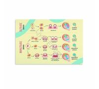 KCDFDVJFBM Twin Pregnancy Placentation Educational Anatomy Poster Office Clinic Wall Decor Canvas Print Human Body Science Diagram for Doctors Nurses Students(Framed,12x18inch(30x45cm))