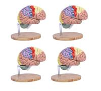 KCVC 4 artículos Maqueta del Cerebro 2 Veces Ampliación Modelo Anatómico de Cerebro Humana con 4 Piezas Desmontables y Base de Soporte y Marcadores de Ubicación Anatómica