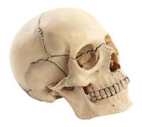 KDAMGOQE Modelo de anatomía de cráneo Anatomía Skull Scientific 1: 2 Modelo de cráneo Desmontable 15 Partes Skull Human Realistic 5.8x4x3.4in Anatomy Skull Modelo para estudiar la enseñanza