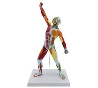 KDJFS 1/4 Tamaño Natural Modelo Anatómico Musculatura 50 cm Modelo de Muscle Humano con Base Adecuado para Educación Física y Enseñanza de Arte, Explicación Médica