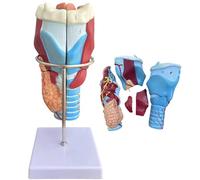 KDJFS Laringe Maqueta Ampliación 2X Modelo Anatomía de Laringe Humana con 5 Piezas Desmontables y 34 Etiquetas de Números de Posición Anatómica y Manual de Posiciones Anatómicas en Inglés