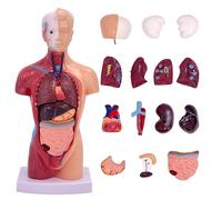 KDJFS Modelo anatómico de torso humano 28 cm (≈11 in), 15 piezas desmontables - Recurso didáctico para enseñanza, biología y demostración en aula