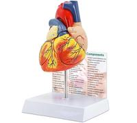 KDJFS Modelo de Corazón Humano Ampliado 2X - 4 Partes con 49 Estructuras Numeradas, Ensamblaje Magnético y Soporte - para Demostraciones y Estudios Anatómicos