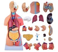 KDJFS Modelo de torso humano anatómico 45 cm (≈17.7 in), 23 piezas - Maqueta desmontable para biología, enseñanza y demostración en clases
