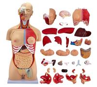 KDJFS Modelo de torso humano anatómico 85 cm (≈33.4 in), 32 piezas - Maqueta educativa avanzada con órganos desmontables para biología y enseñanza en aula