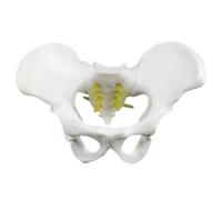 KDJFS Modelo Mini de Pelvis Humana - Esqueleto Pélvico Anatómico Portátil para Demostración de Parto, Educación del Paciente y Entrenamiento de Rehabilitación