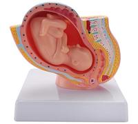 KEALLANS Embarazo Humano DeVeloping Fetal 9º Mes Modelo Pelviano Embrionario Fetus Embarazo Anatomía Del Modelo Placenta