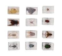 Keenso Especímenes de Insectos Transparentes, Juego de Adornos de Muestras de Insectos para Educación Científica de Resina Real para Niños, Muestra de Colección Hecha a Mano, Mesa de 12 Piezas