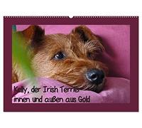 Kelly, der Irish Terrier - innen und außen aus Gold (Wandkalender 2026 DIN A2 quer), CALVENDO Monatskalender: Kelly, der einzigartige Irish Terrier