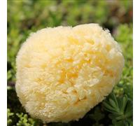 Kerala Nature esponja de mar natural - 1 unidad