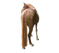 Kerbl 321900 - Plantillas para Cortar Caballos (3 Unidades)