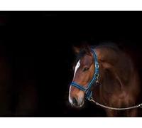 Kerbl Collar de Cabeza Exclusivo Unisex, Color Azul, Talla 3