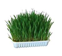 Kerbl Pet Hierba para roedores, alimento complementario, 100g, para Autocultivo, favorece la digestión, Hecha de Avena, Trigo y Cebada