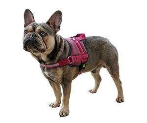 Kerbl Pet Vajilla Maestro 2.0, borgoña, 20 mm x 57-77 cm, con Bandeja de dirección