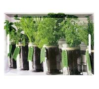 Kesper Bandeja para Servir 77334, diseño de Herbs, 50 x 35 x 4,5 cm, Melamina, Verde, 50 x 35 x 4 cm