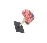 kesurpae Modelo de Cerebro Humano de enseñanza, Escritorio exhibición Escolar Mente anatómica confiable Primera Calidad, Modelo Cerebro preciso, Herramienta educativa, Escultura práctica para