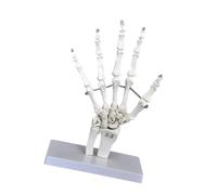 KiBcsLic Modelo de Esqueleto Articular Humano, Herramienta Educativa Y de Enseñanza para La Formación Médica, Estudio Científico Realista de La Exhibición, Mano