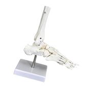 KiBcsLic Modelo de Esqueleto Articular Humano, Herramienta Educativa Y de Enseñanza para La Formación Médica, Estudio Científico Realista de La Exhibición, Pie