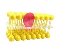 KiBcsLic Modelo de Mosaico de Flujo de Celular, Material Didáctico para Estudiantes, Aulas Escolares.