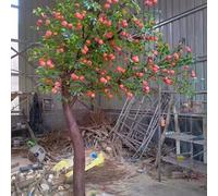 KIBONCY Árbol de Granada Artificial/árbol de los Deseos: Ideal for paisajismo en Grandes Estudios de transmisión en Vivo en Interiores, vestíbulos, Salas de exposiciones(6M)