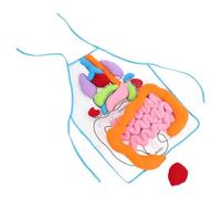 KICHOUSE Delantal Educativo 3D de Órganos Humanos para Juguete Cognitivo Preescolar Herramienta Didáctica para Aprendizaje Temprano y Enseñanza de Anatomía Infantil