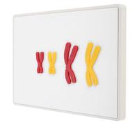 KICHOUSE Modelo de Cambio de Cromosomas Magnético para Secundaria Kit de Enseñanza Biológica Representación Detallada y Desmontable Ayuda Didáctica Escolar