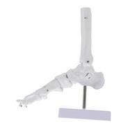 KICHOUSE Modelo De Tobillo Pie Más Bajo Anatómico Tamaño Gigante Largo Cuerpo Anatomía Modelo De Articulación De Tobillo Humano Huesos Del Esqueleto Natural De Polivinilo
