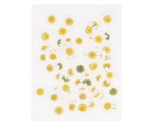 Kichvoe 60 Flores Prensadas Naturales Margarita de Color Blanco para Manualidades, Scrapbooking y Joyería, Accesorios DIY Pinzas, Decoración Artesanal de Flores Secas Reales