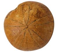 Kichvoe Adorno de Escritorio Fósil Erizo de Mar Natural 1 Pieza para Enseñanza Científica y Decoración Educativa, Muestra Paleontológica Segura para Colección y Prácticas Docentes