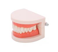 Kids Oral Medical Education Tools - Small Teeth Model for Kindergarten Brushing Teaching