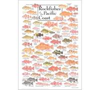 Kids Room Rockfish Poster, Pacific Ocean Animal Wall Art for Bedroom Decor, Creative Birthday Gift, Educational Wildlife Print(Unframed,16x24inch(40x60cm))