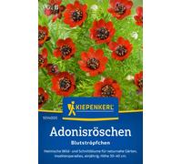 Kiepenkerl Adonis Estiva "Blutströpfchen" - 1 paq.