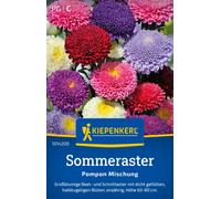 Kiepenkerl Aster de Verano - Pompon Mischung - 1 paq.
