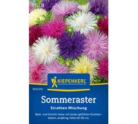 Kiepenkerl Aster "Strahlen Mischung" - 1 paq.