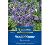 Kiepenkerl Flor de Vainilla "Solsticio" - 1 paq.